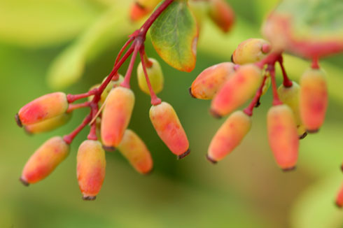 berberis-baer