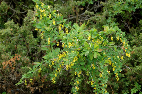 berberis-busk