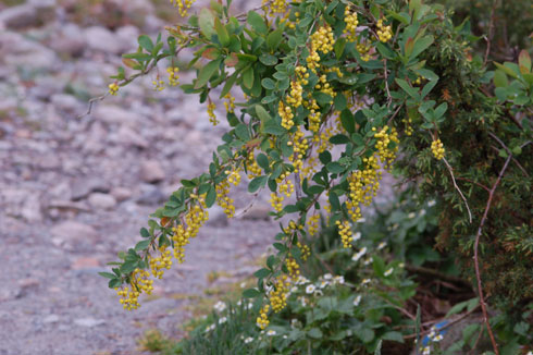 berberis-gren