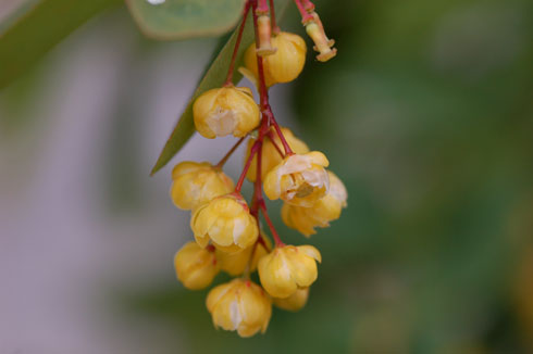 berberis-macro