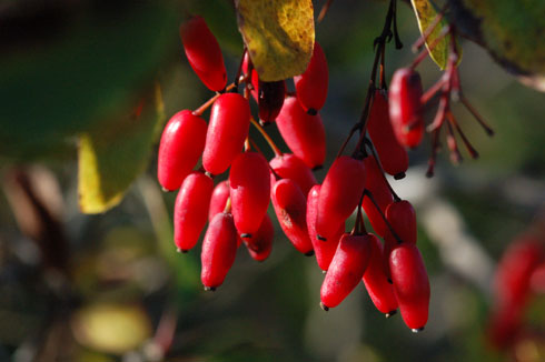 roed-berberis